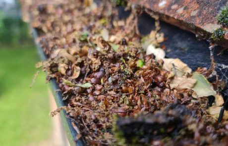 Gutter filled with debris Gutter filled with debris