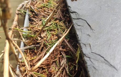 Gutter filled with leaves Gutter filled with leaves